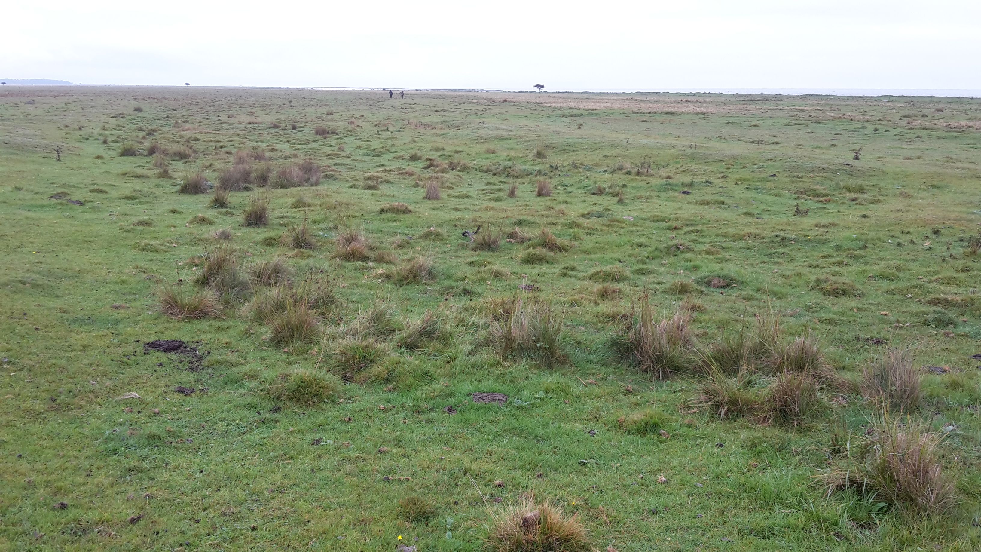 Vast area of grazed wetland